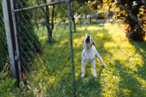 What to Do After You Were Bitten by Someone Else’s Dog